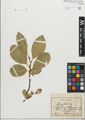 Foto von Salix glabra Scop.